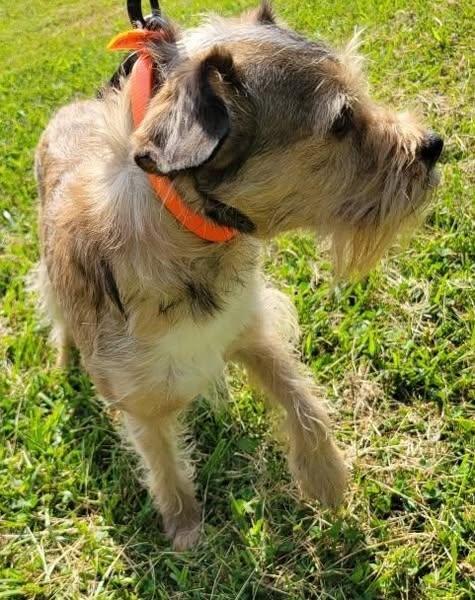 Enlarge Bear and Fuzz, a Adopted mixed breed in Mountain City, TN image 2/2