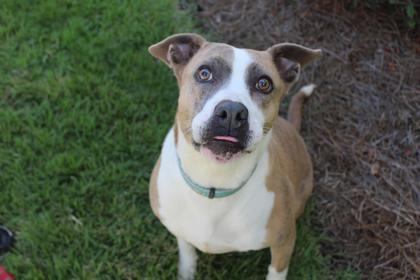 Enlarge Tictoc, a Adoptable mixed breed in Brunswick, GA image 1/3