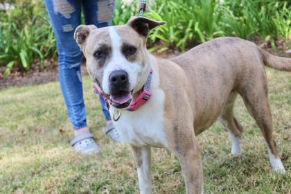 Enlarge Tictoc, a Adoptable mixed breed in Brunswick, GA image 1/3