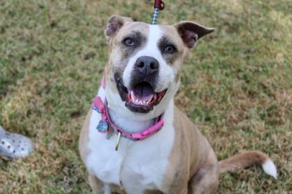 Enlarge Tictoc, a Adoptable mixed breed in Brunswick, GA image 2/3