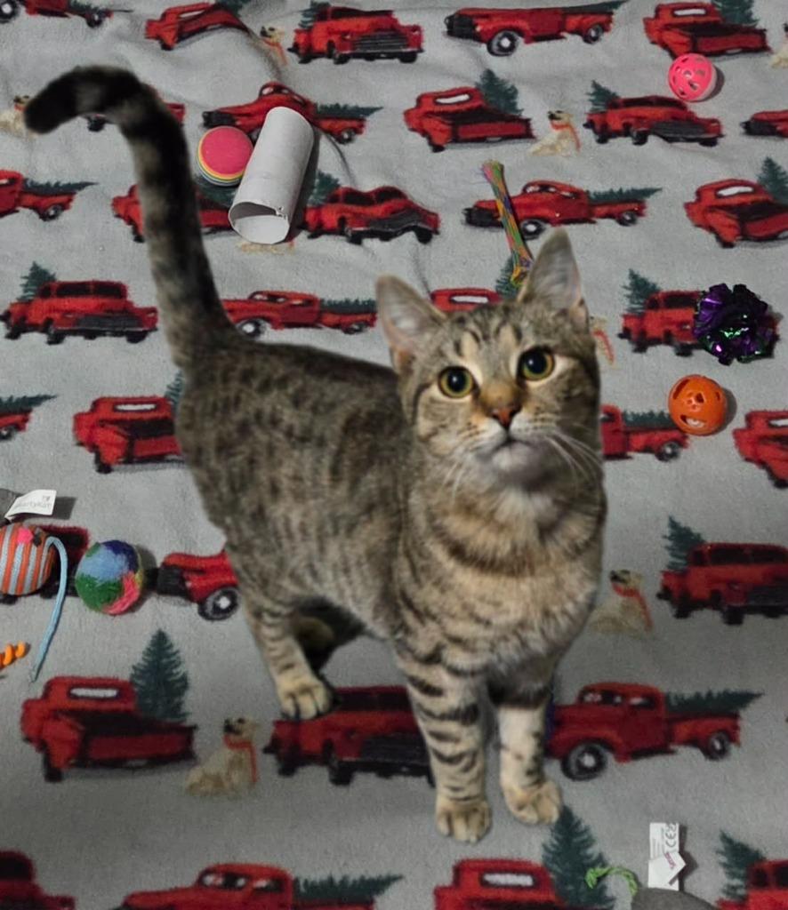 Seven, Adoptable, Young Female Domestic Short Hair.