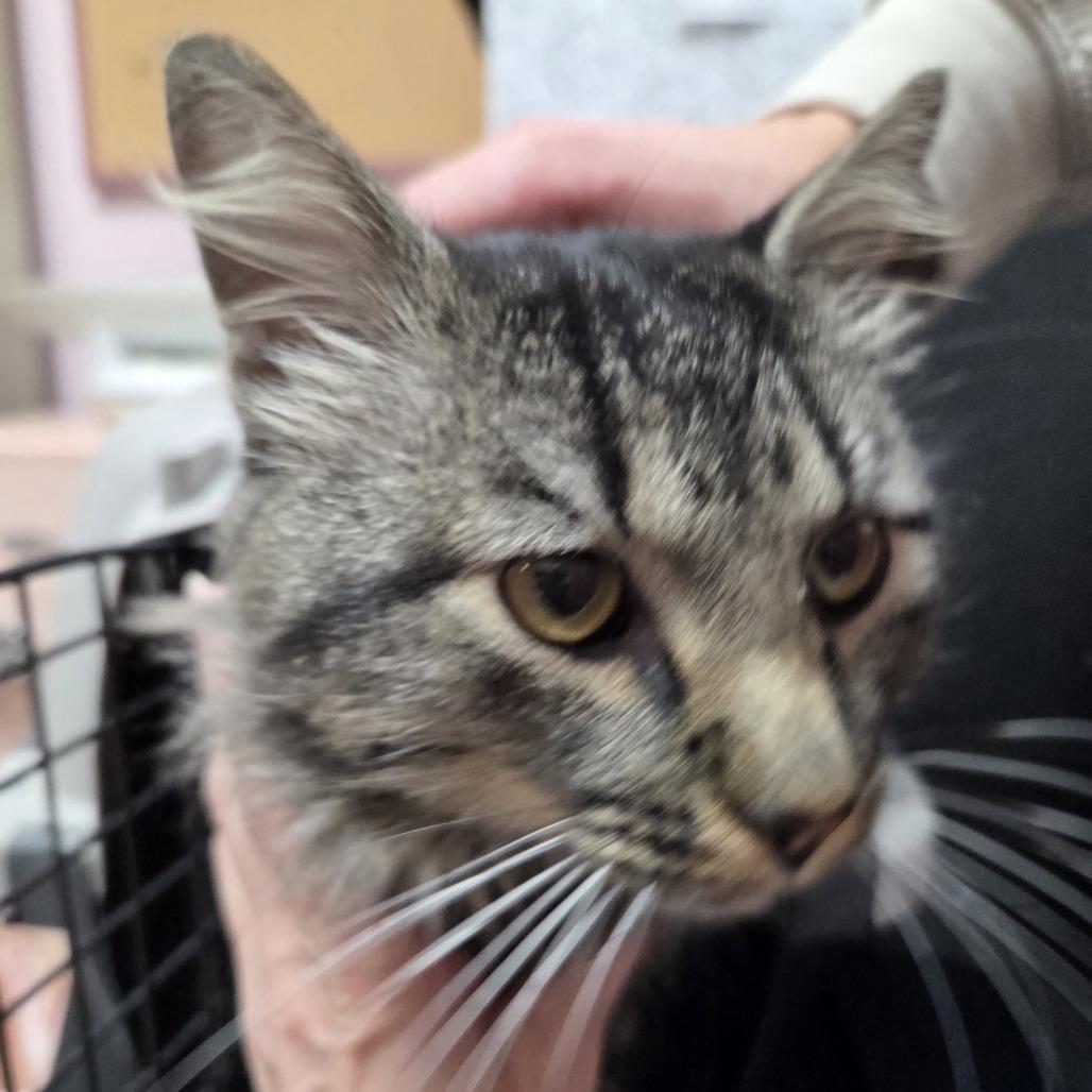 Bobby, Adoptable, Adult Male Domestic Medium Hair.