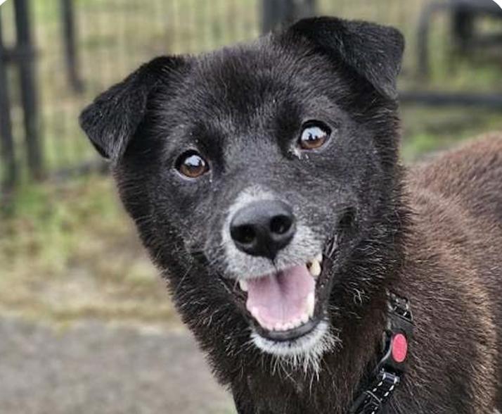 Enlarge Loda, an adopted mixed breed in San Francisco, CA image 1/1