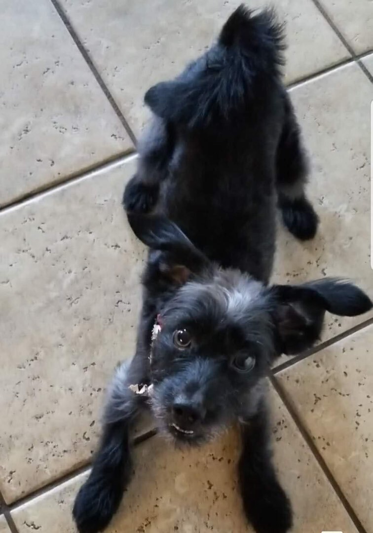 Enlarge Cooper aka Super Coop *MUST READ BIO*, an adoptable mixed breed in Blaine, MN image 1/4