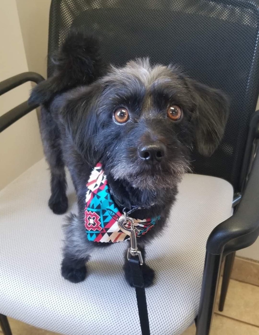 Enlarge Cooper aka Super Coop *MUST READ BIO*, an adoptable mixed breed in Blaine, MN image 2/4