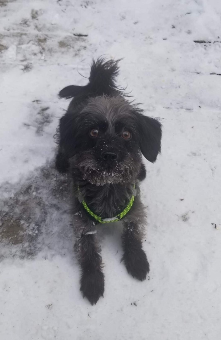 Enlarge Cooper aka Super Coop *MUST READ BIO*, an adoptable mixed breed in Blaine, MN image 4/4