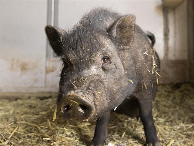 ADMIRABLE ALBERT, Adoptable, Young Male Pig.