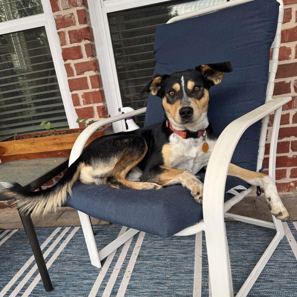 Scooter II (New Digs) — thumbnail 2