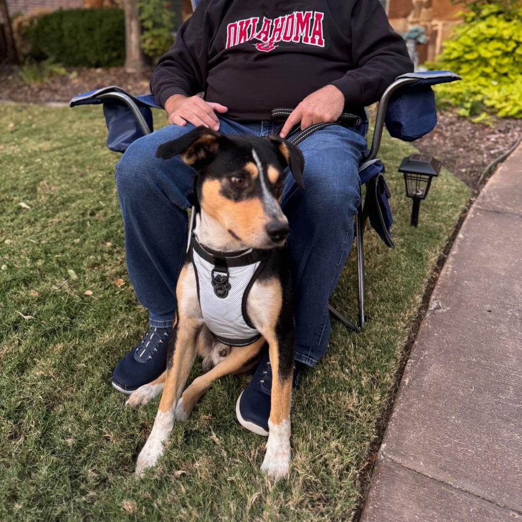 Scooter II (New Digs) — thumbnail 3