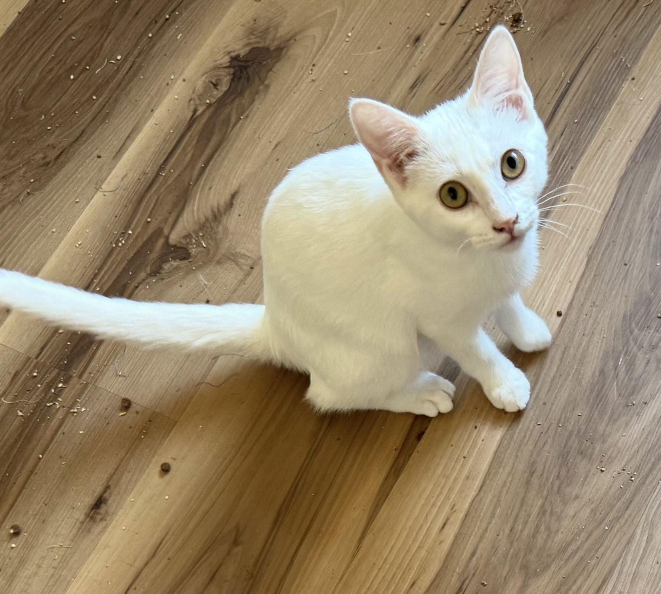 Alice, Adopted, Kitten Female Domestic Short Hair.