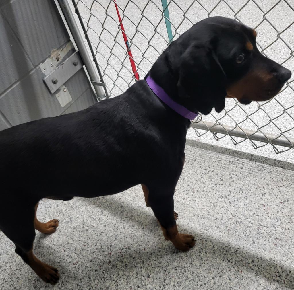 Enlarge Monty, a Adoptable Black and Tan Coonhound in Medford, WI image 1/3