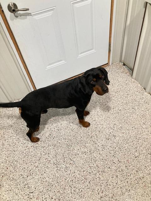 Enlarge Monty, a Adoptable Black and Tan Coonhound in Medford, WI image 1/3