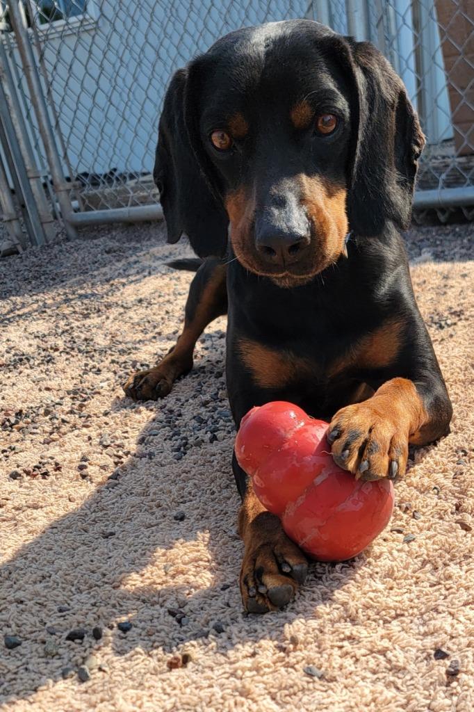 Monty, Adoptable, Adult Male Black and Tan Coonhound.