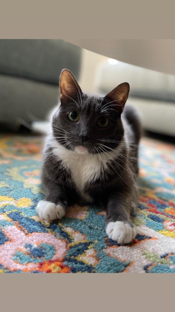 Enlarge Francis: Courtesy Post, a Adoptable mixed breed in New York, NY image 1/5