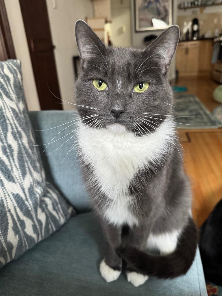 Enlarge Francis: Courtesy Post, a Adoptable mixed breed in New York, NY image 2/5