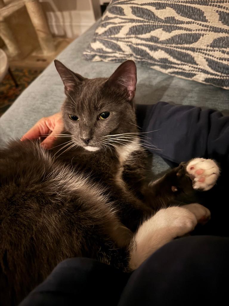 Enlarge Francis: Courtesy Post, a Adoptable mixed breed in New York, NY image 3/5