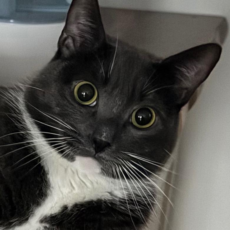 Enlarge Francis: Courtesy Post, a Adoptable mixed breed in New York, NY image 4/5