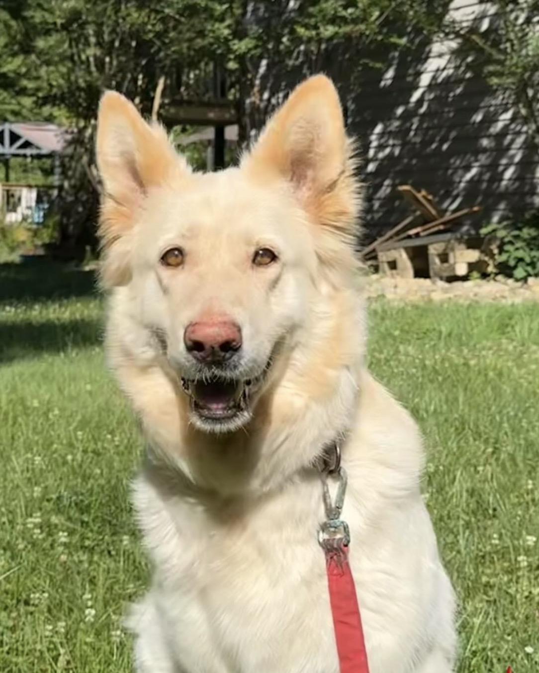 Maple, a Adoptable German Shepherd Dog in Richmond, VA image 5/6