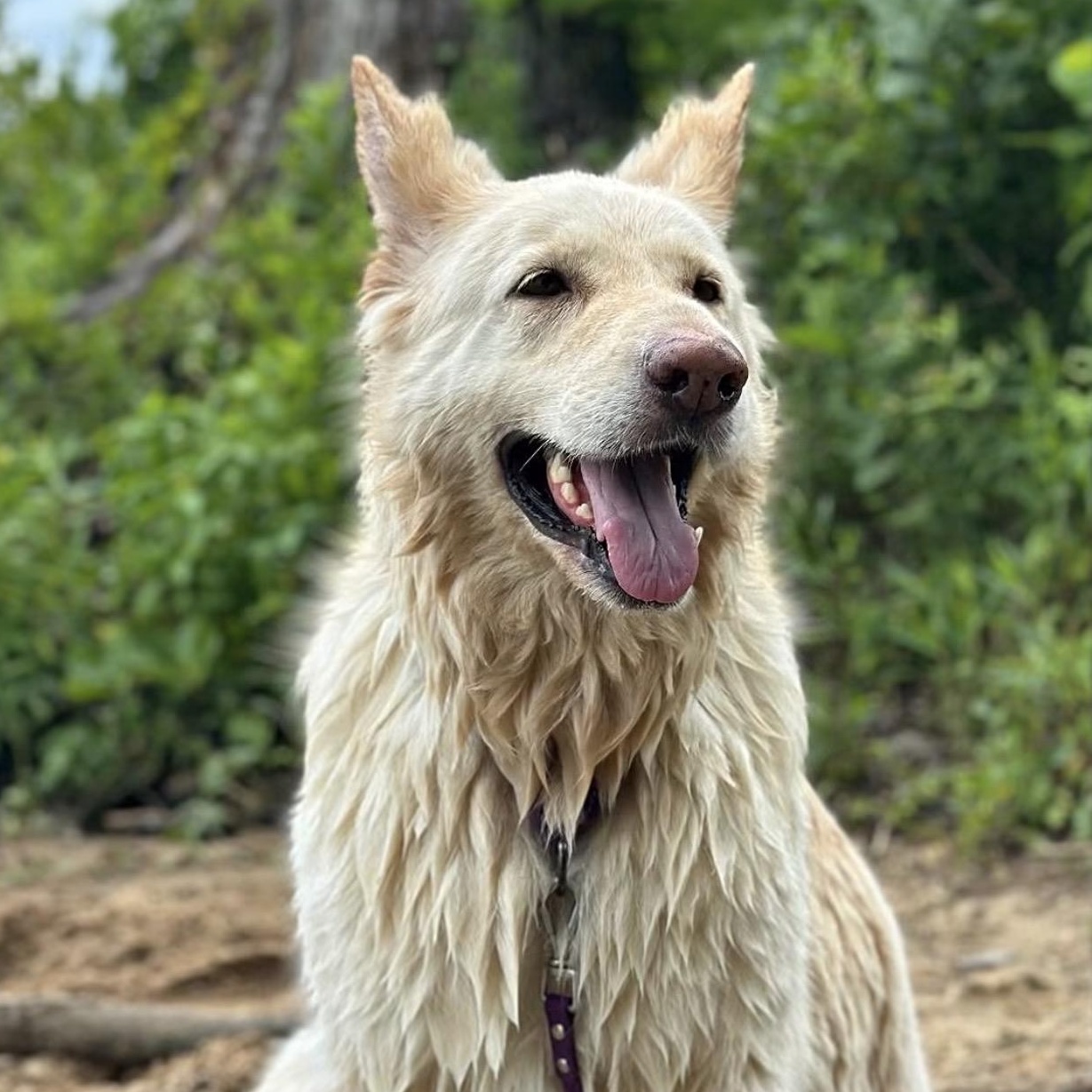 Maple, a Adoptable German Shepherd Dog in Richmond, VA image 2/6