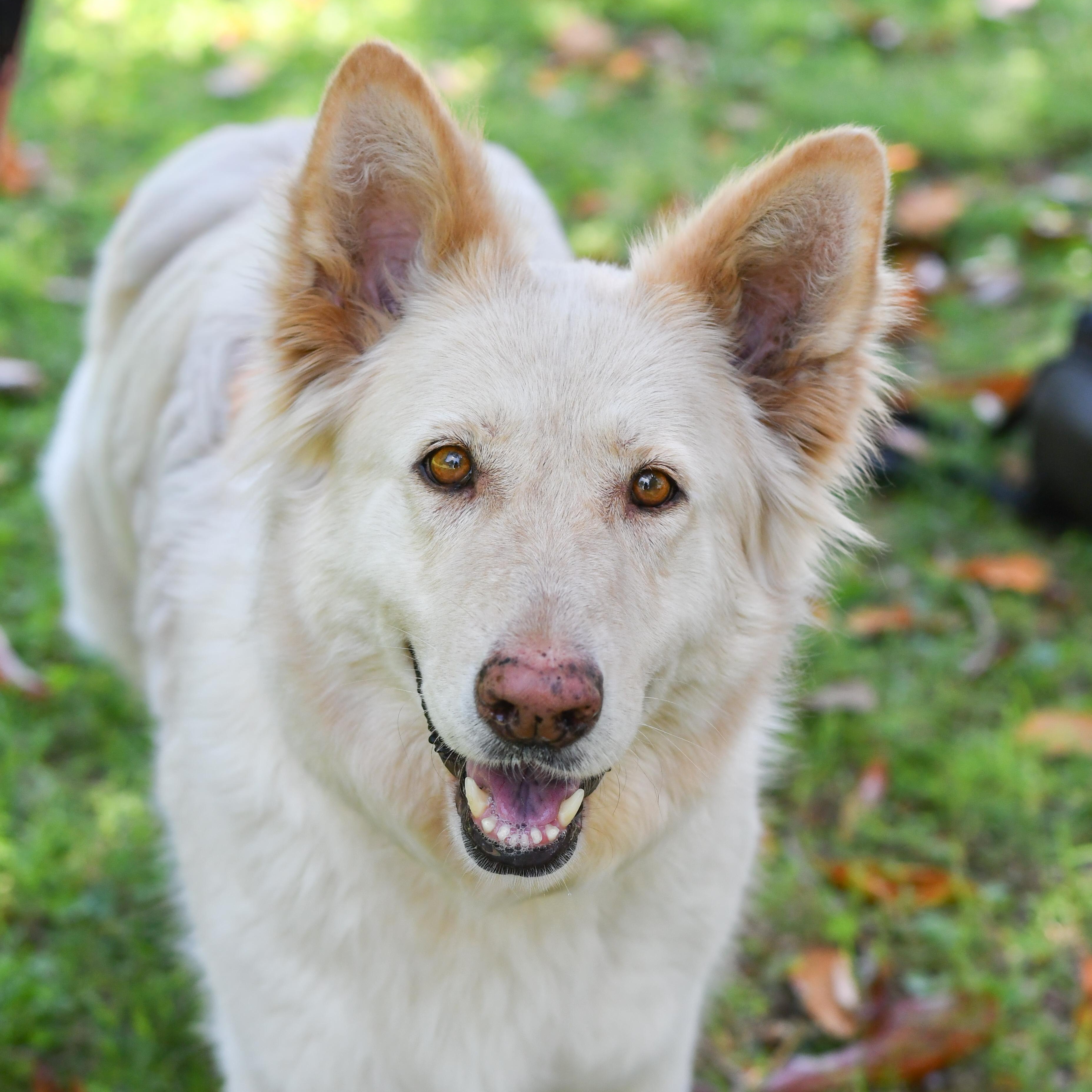 Maple, a Adoptable German Shepherd Dog in Richmond, VA image 4/6