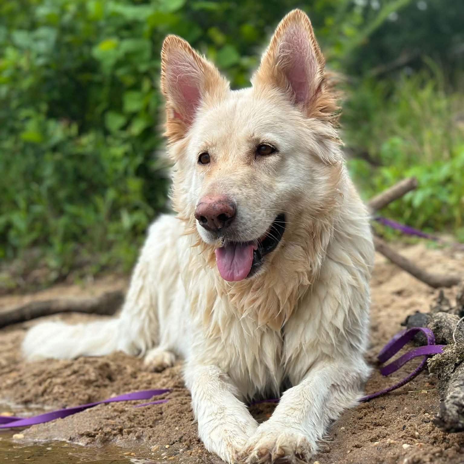Maple, Adoptable, Adult Female German Shepherd Dog.