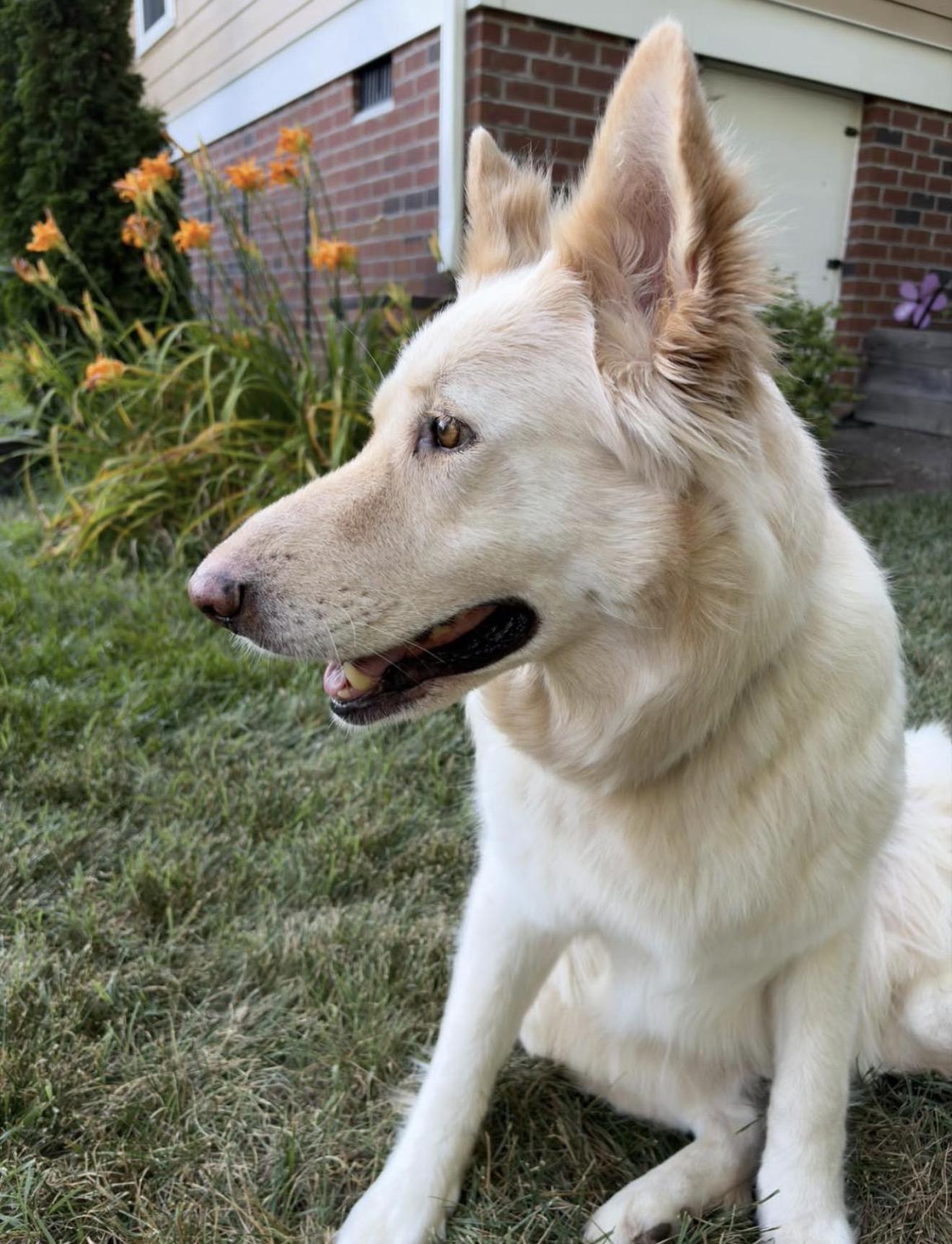 Maple, a Adoptable German Shepherd Dog in Richmond, VA image 3/6