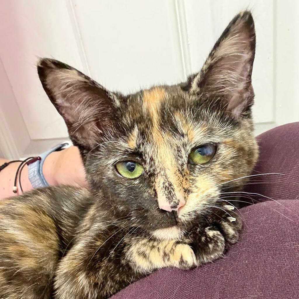 Adopted - Mudhorn, adopted, Kitten Female Domestic Short Hair.