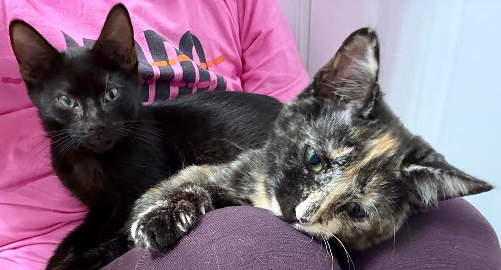Enlarge Adopted - Mudhorn, an adopted Domestic Short Hair in Bowie, MD image 6/6