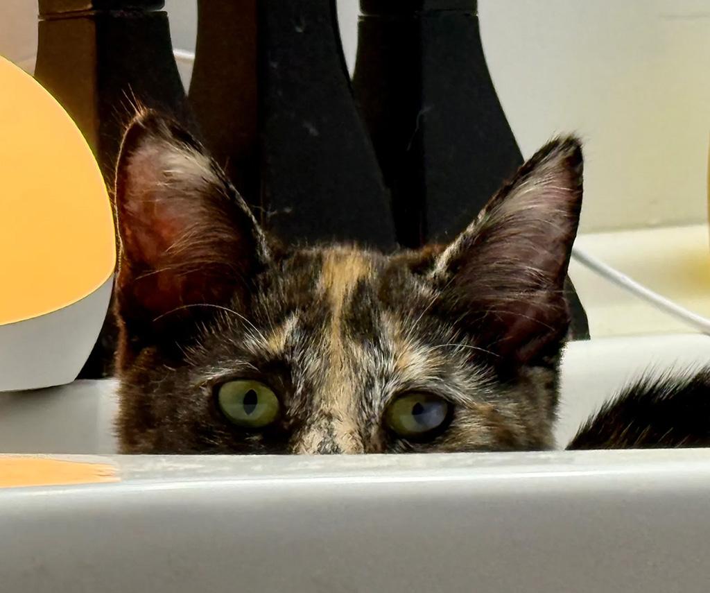 Enlarge Adopted - Mudhorn, an adopted Domestic Short Hair in Bowie, MD image 3/6