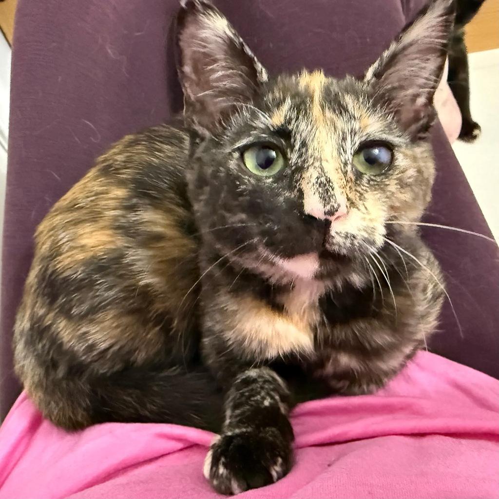 Enlarge Adopted - Mudhorn, an adopted Domestic Short Hair in Bowie, MD image 2/6