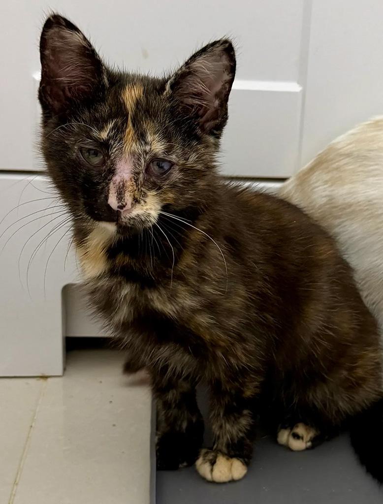 Enlarge Adopted - Mudhorn, an adopted Domestic Short Hair in Bowie, MD image 4/6