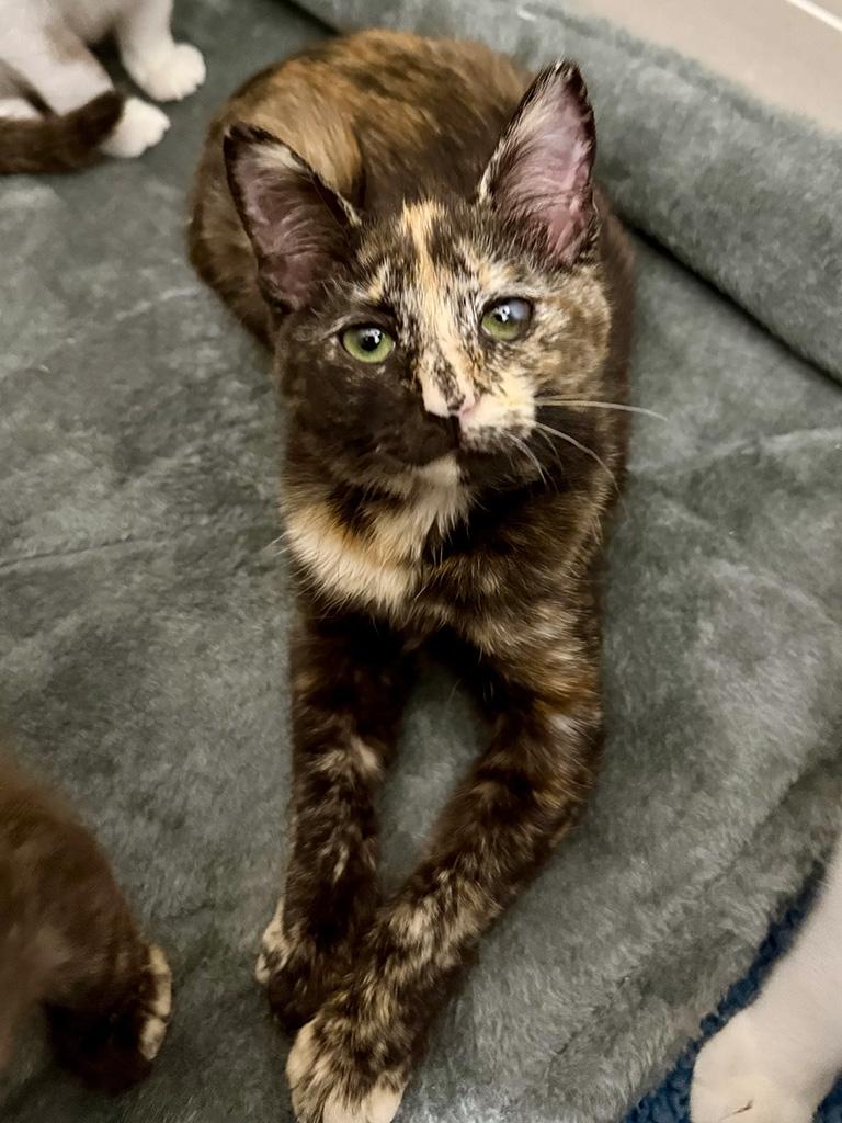 Enlarge Adopted - Mudhorn, an adopted Domestic Short Hair in Bowie, MD image 5/6