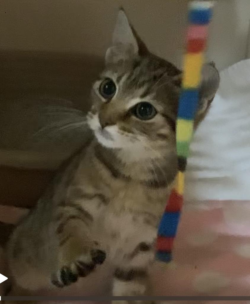 Enlarge Amber, a Adopted Domestic Short Hair in Waxhaw, NC image 2/6