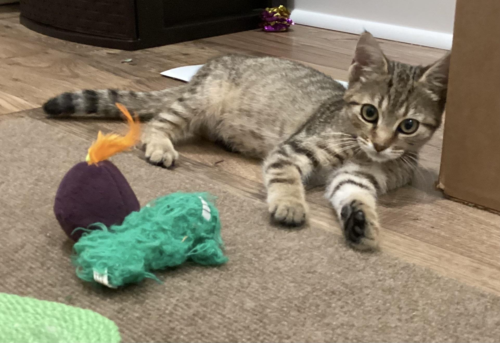 Enlarge Amber, a Adopted Domestic Short Hair in Waxhaw, NC image 3/6