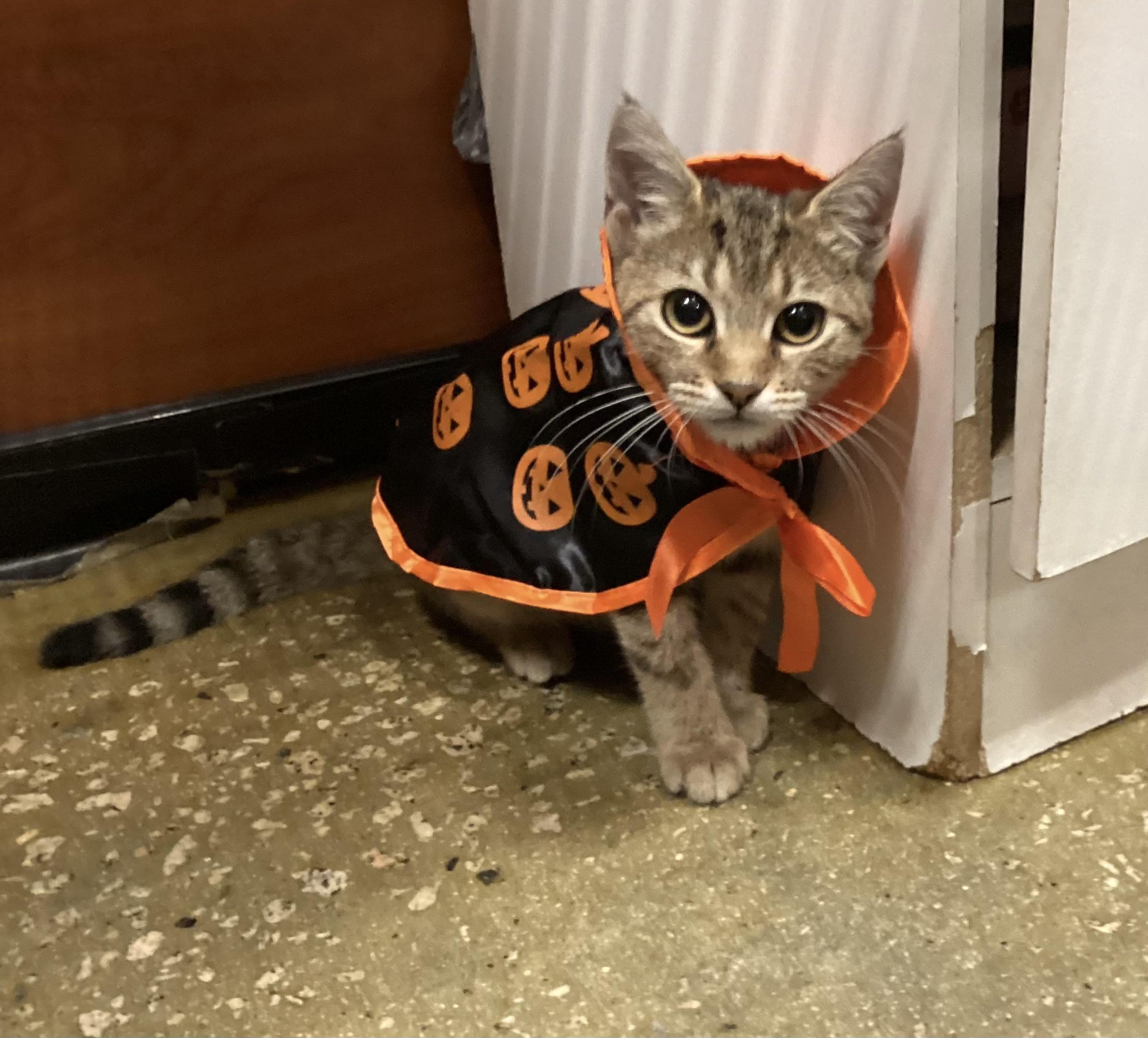 Enlarge Amber, a Adopted Domestic Short Hair in Waxhaw, NC image 4/6