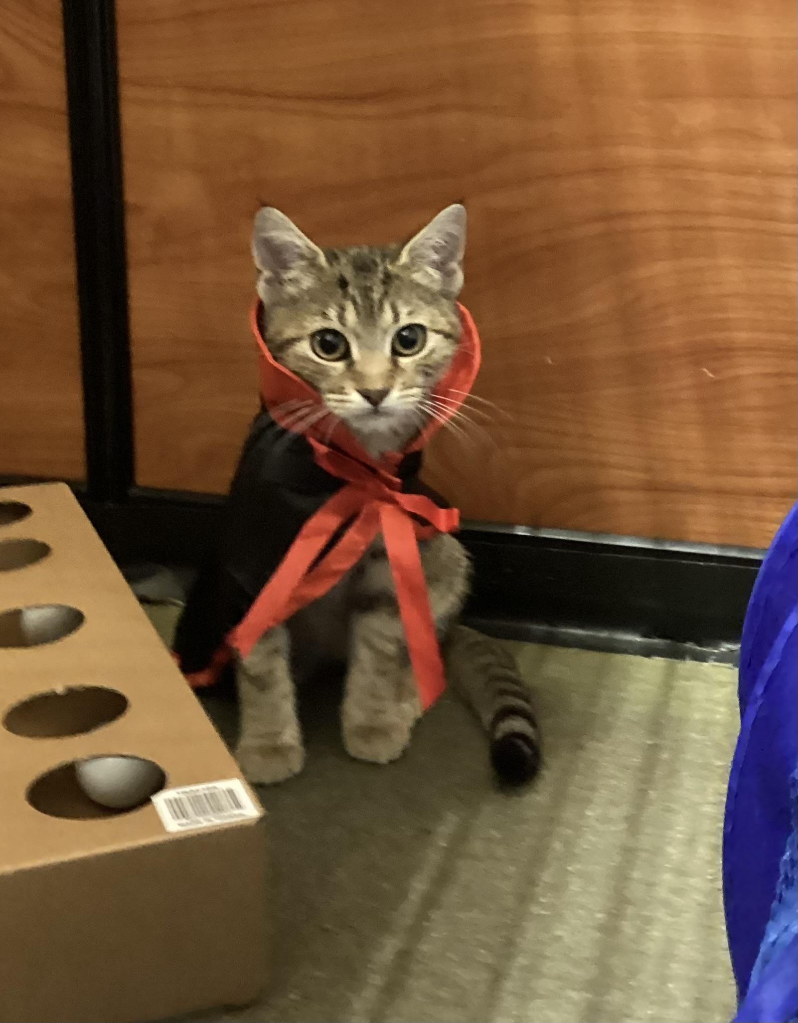 Amber, Adopted, Young Female Domestic Short Hair.