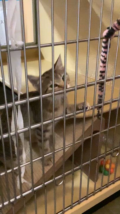 Enlarge Amber, a Adopted Domestic Short Hair in Waxhaw, NC video 5/6
