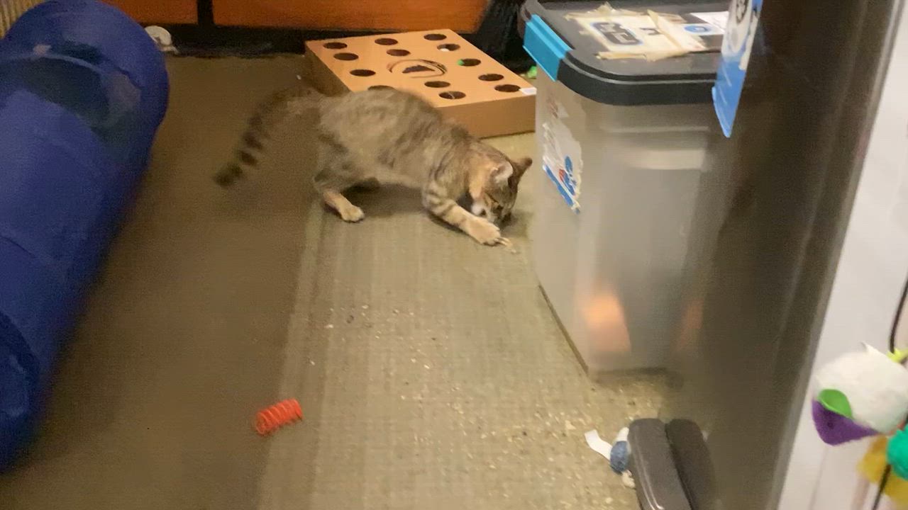 Enlarge Amber, a Adopted Domestic Short Hair in Waxhaw, NC video 6/6