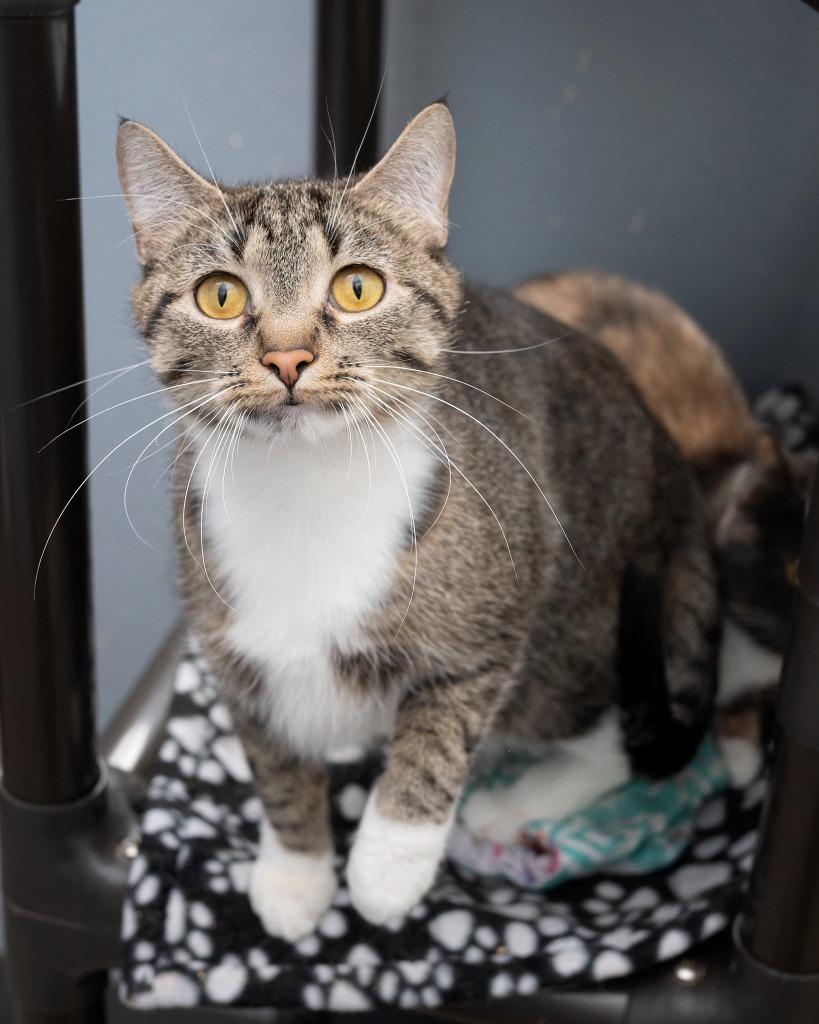 Claire, Adoptable, Young Female Domestic Short Hair.