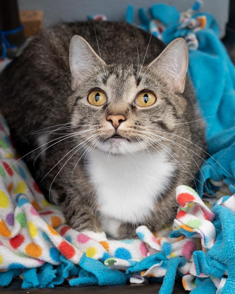 Claire, a Adoptable mixed breed in Boone, IA image 2/3