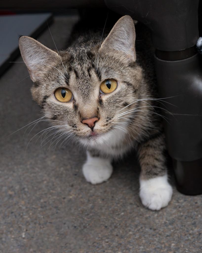 Claire, a Adoptable mixed breed in Boone, IA image 3/3