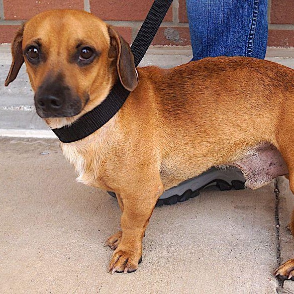 Enlarge Waylon, a ADOPTABLE mixed breed in Carrollton, TX image 2/3