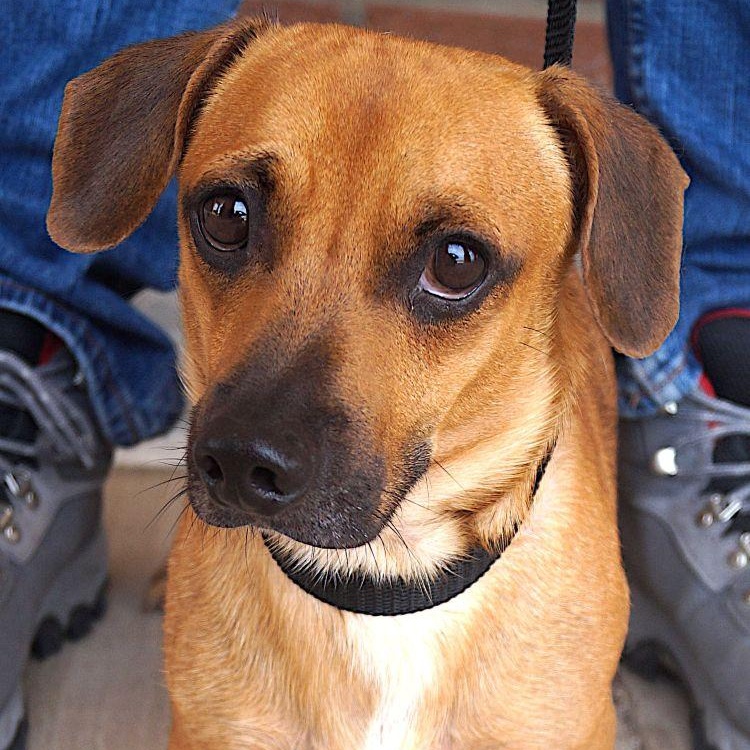 Enlarge Waylon, a ADOPTABLE mixed breed in Carrollton, TX image 1/3