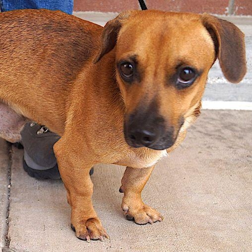 Enlarge Waylon, a ADOPTABLE mixed breed in Carrollton, TX image 3/3