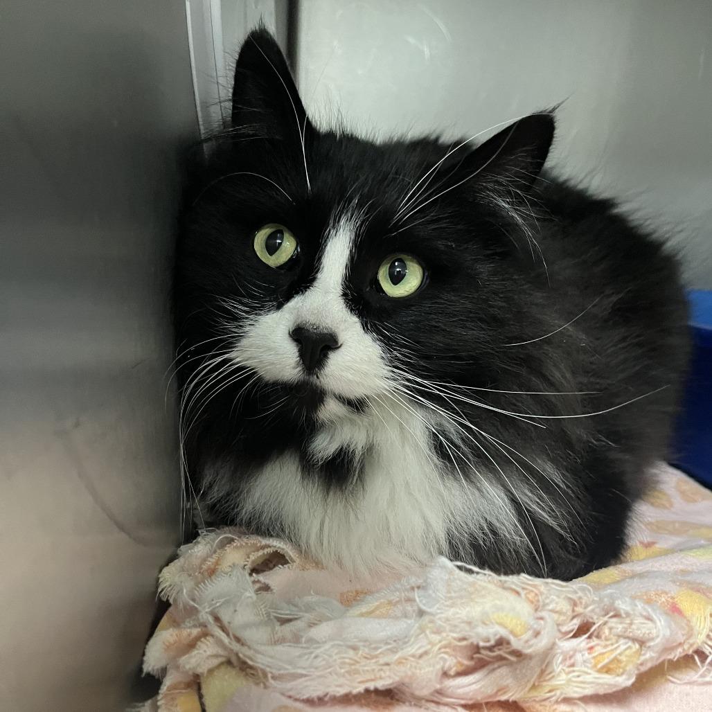 Sylvester, Adoptable, Adult Male Domestic Long Hair.