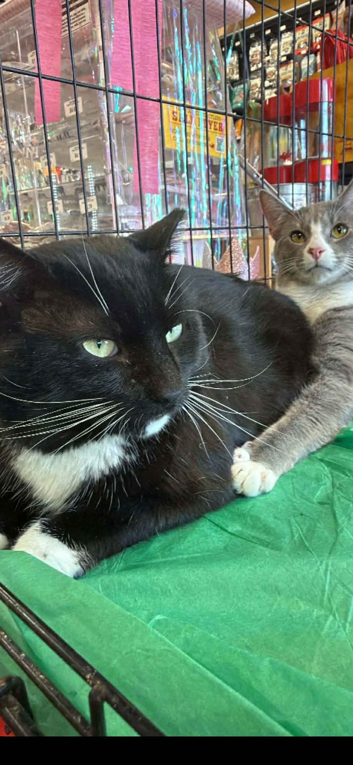 Max, ADOPTABLE, Young Male Domestic Short Hair.