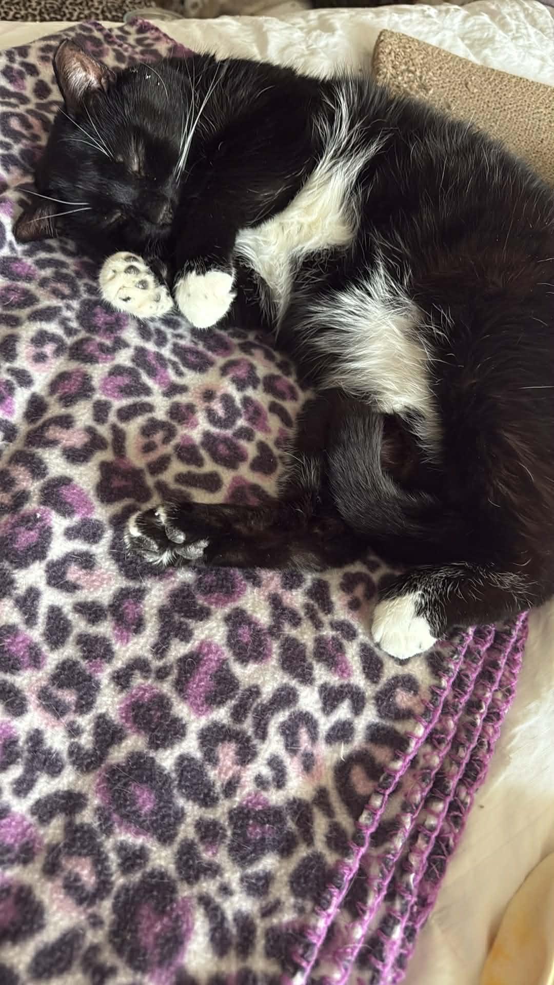 Enlarge Max, a ADOPTABLE Tuxedo in Charlotte, NC image 5/5