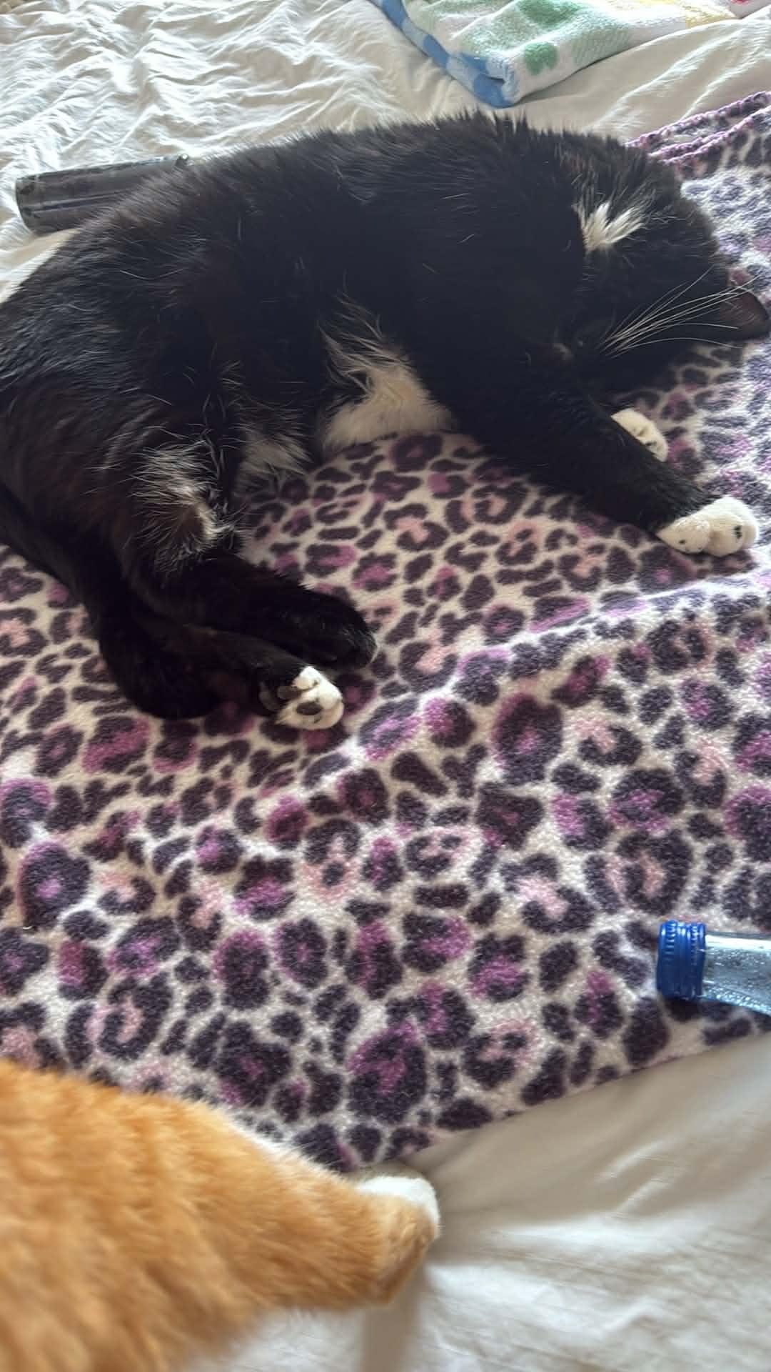 Enlarge Max, a ADOPTABLE Tuxedo in Charlotte, NC image 2/5