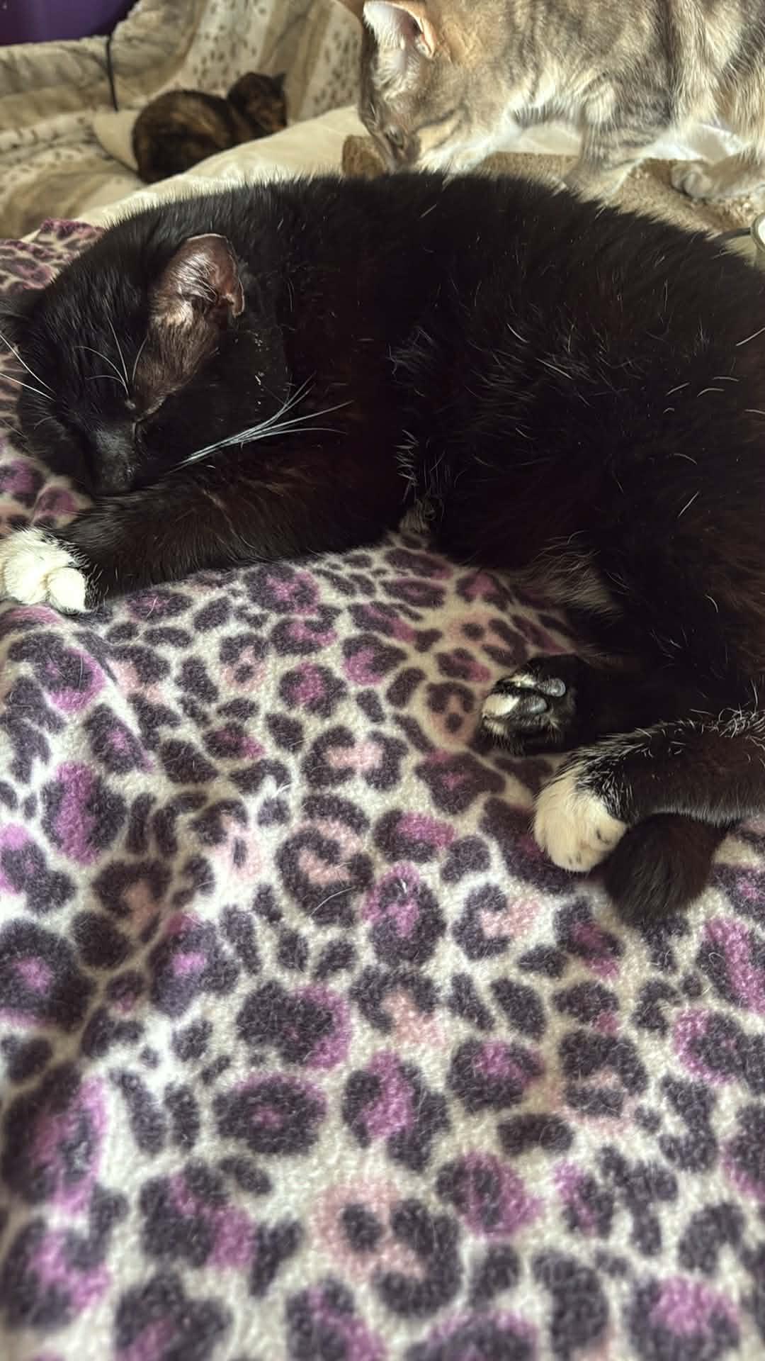 Enlarge Max, a ADOPTABLE Tuxedo in Charlotte, NC image 4/5