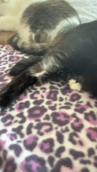 Enlarge Max, a ADOPTABLE Tuxedo in Charlotte, NC video 3/5